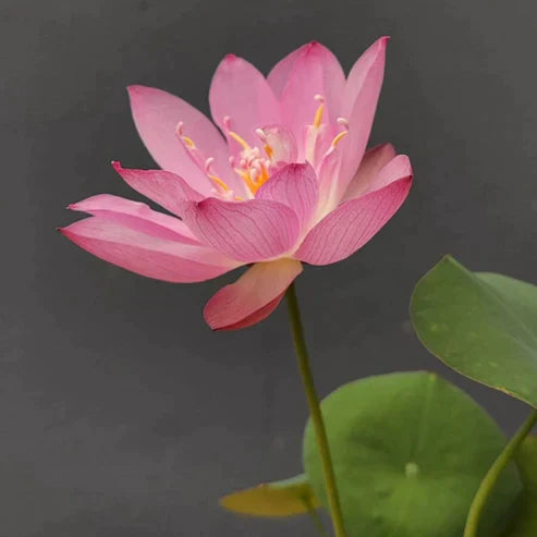 Bowl Lotus Seeds.