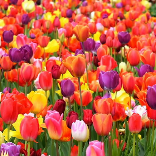 Bulbos de tulipa holandesa premium