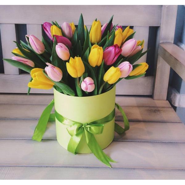 Bulbos de tulipa holandesa premium