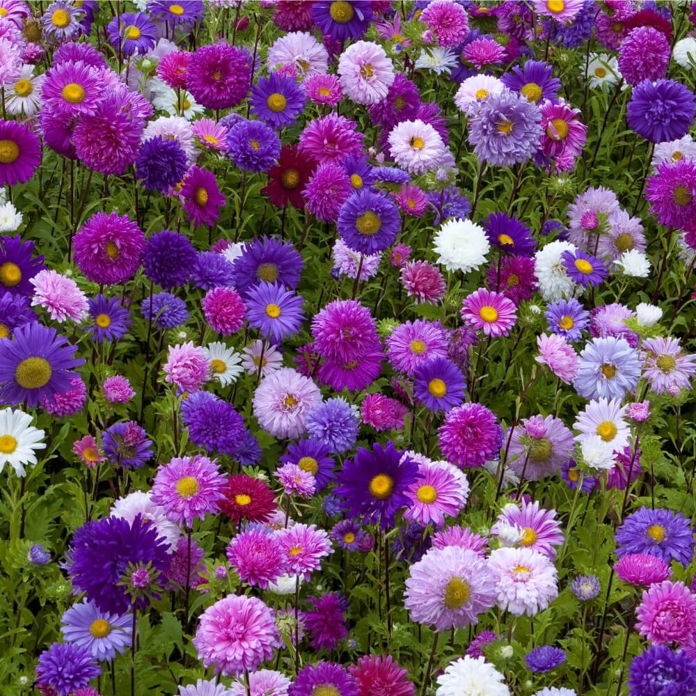 Callistephus (Mixed) - Chinese Aster Seeds GardenGrowthGuide