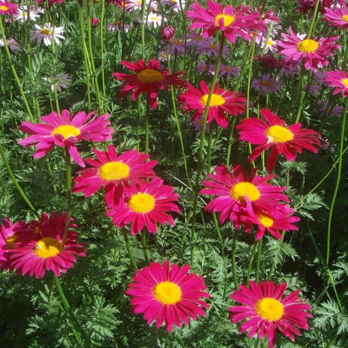 Insect Killer: Mixed Color Pyrethrum Seeds.