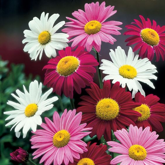 Insect Killer: Mixed Color Pyrethrum Seeds.