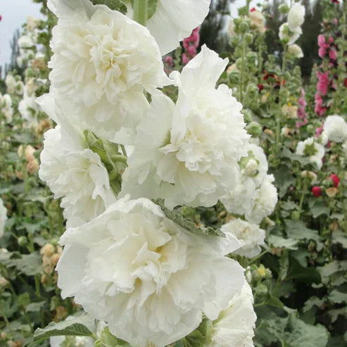 Double Hollyhock Seeds.