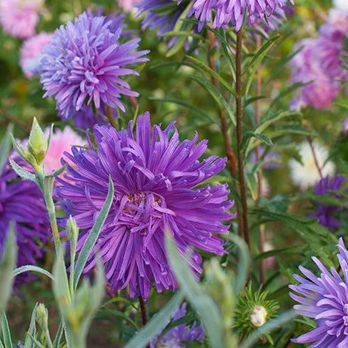 Callistephus (Mixed) - Chinese Aster Seeds GardenGrowthGuide