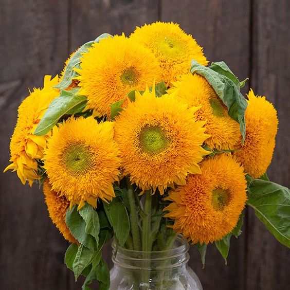Teddy Bear Sunflower Seeds.