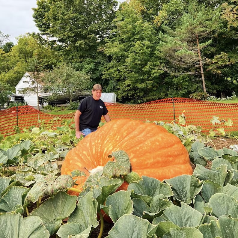 Abóbora Super Gigante Gardenizi