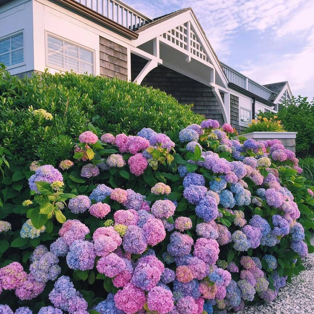 Sementes de Hortênsia Real | Gardenizi