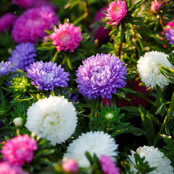 Callistephus (Mixed) - Chinese Aster Seeds GardenGrowthGuide