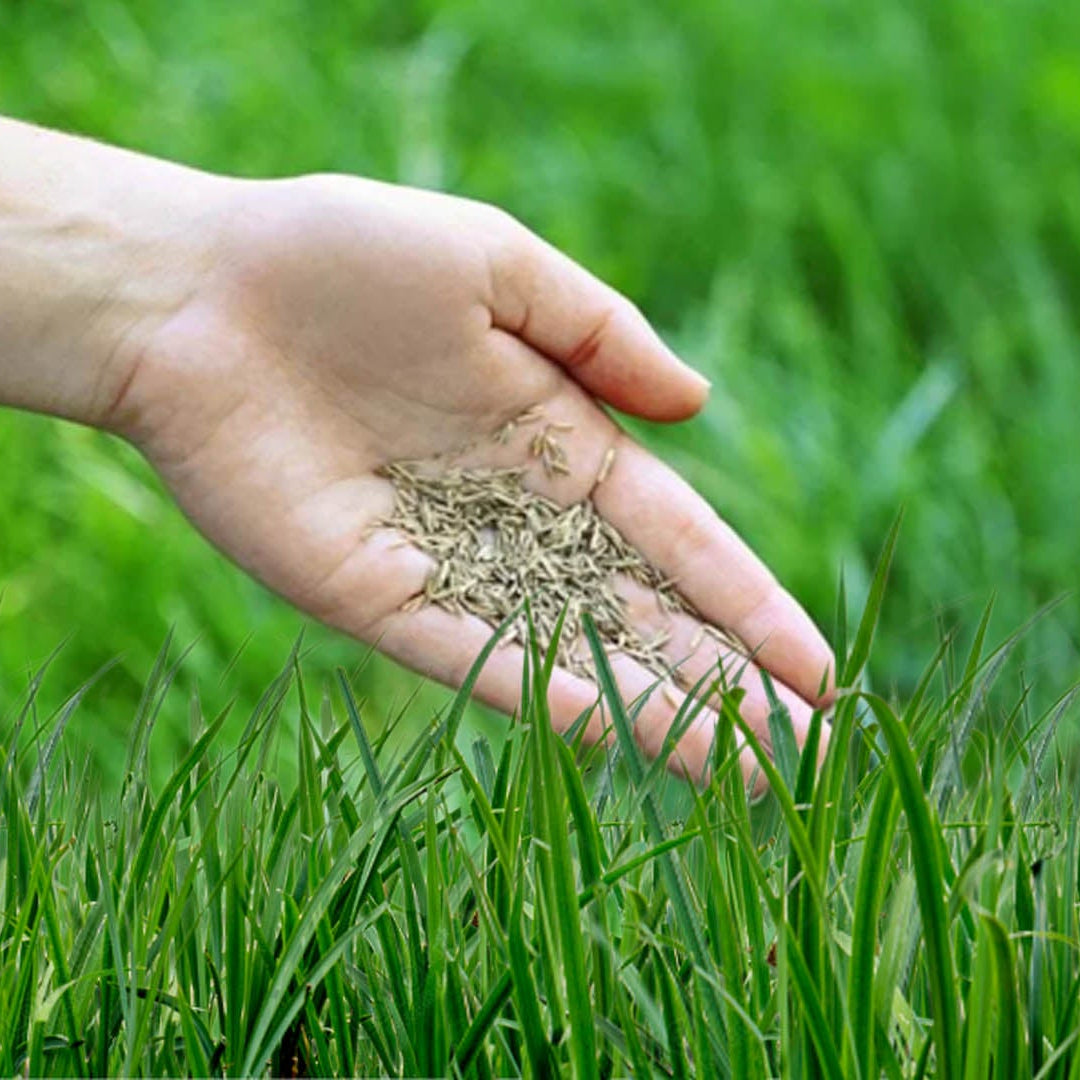 Sementes de grama real • Gardenizi