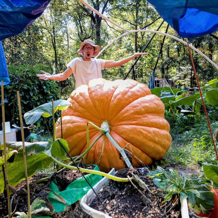 Abóbora Super Gigante Gardenizi