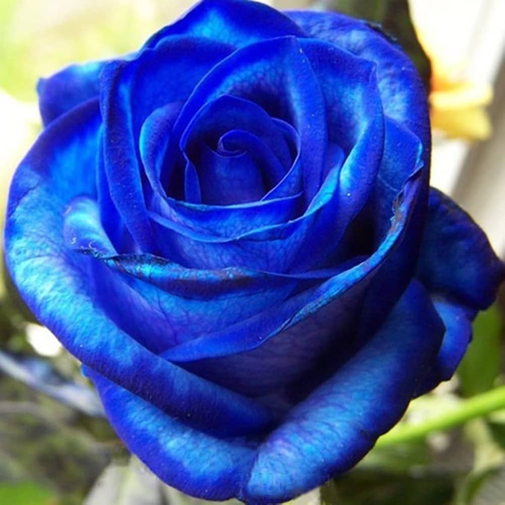Sementes de Rosa Encantadora Azul