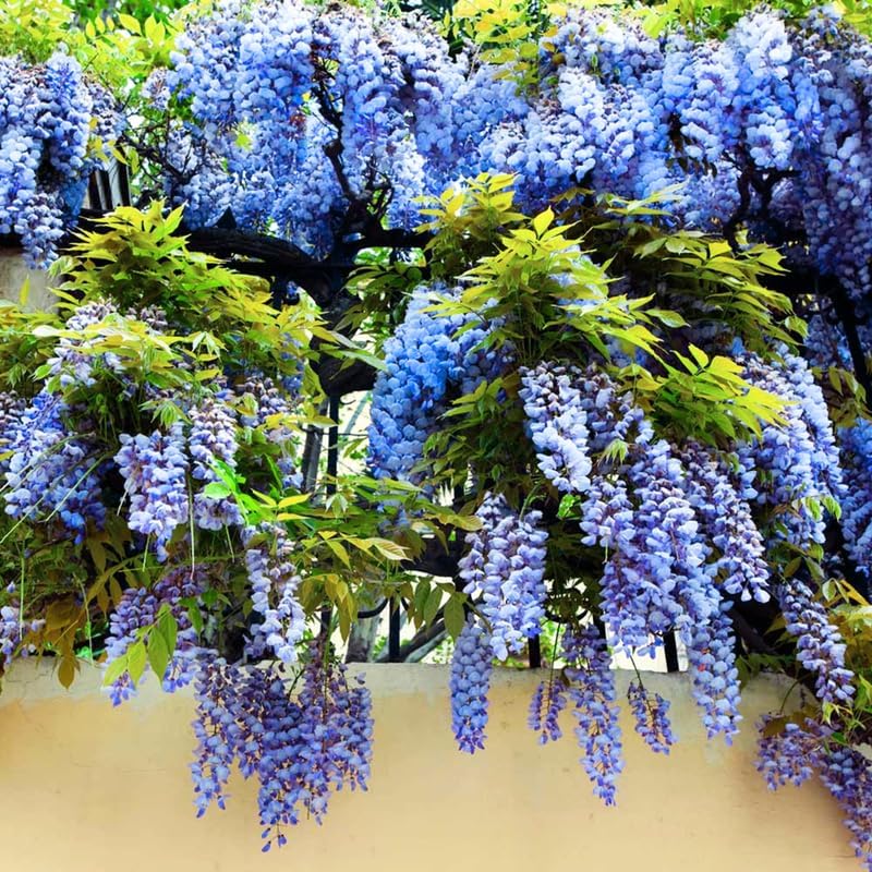 Sementes de Glicínia Azul Lavish • Gardenizi