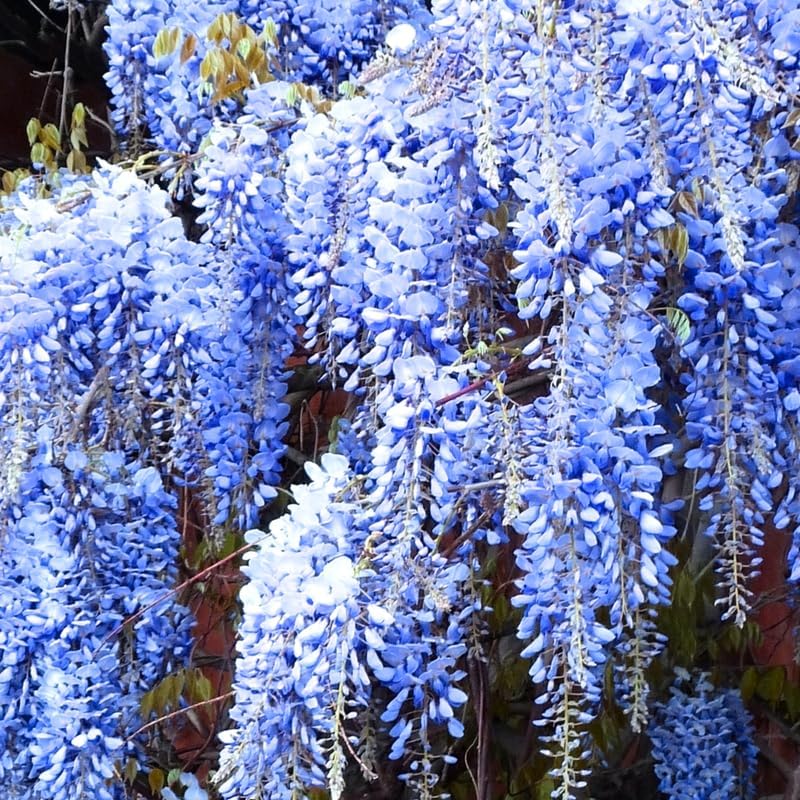 Sementes de Glicínia Azul Lavish • Gardenizi
