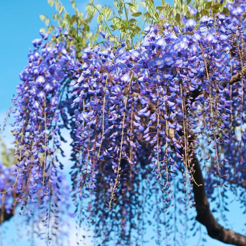 Sementes de Glicínia Azul Lavish • Gardenizi