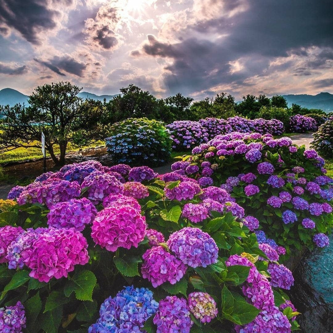 Sementes de Hortênsia Real | Gardenizi