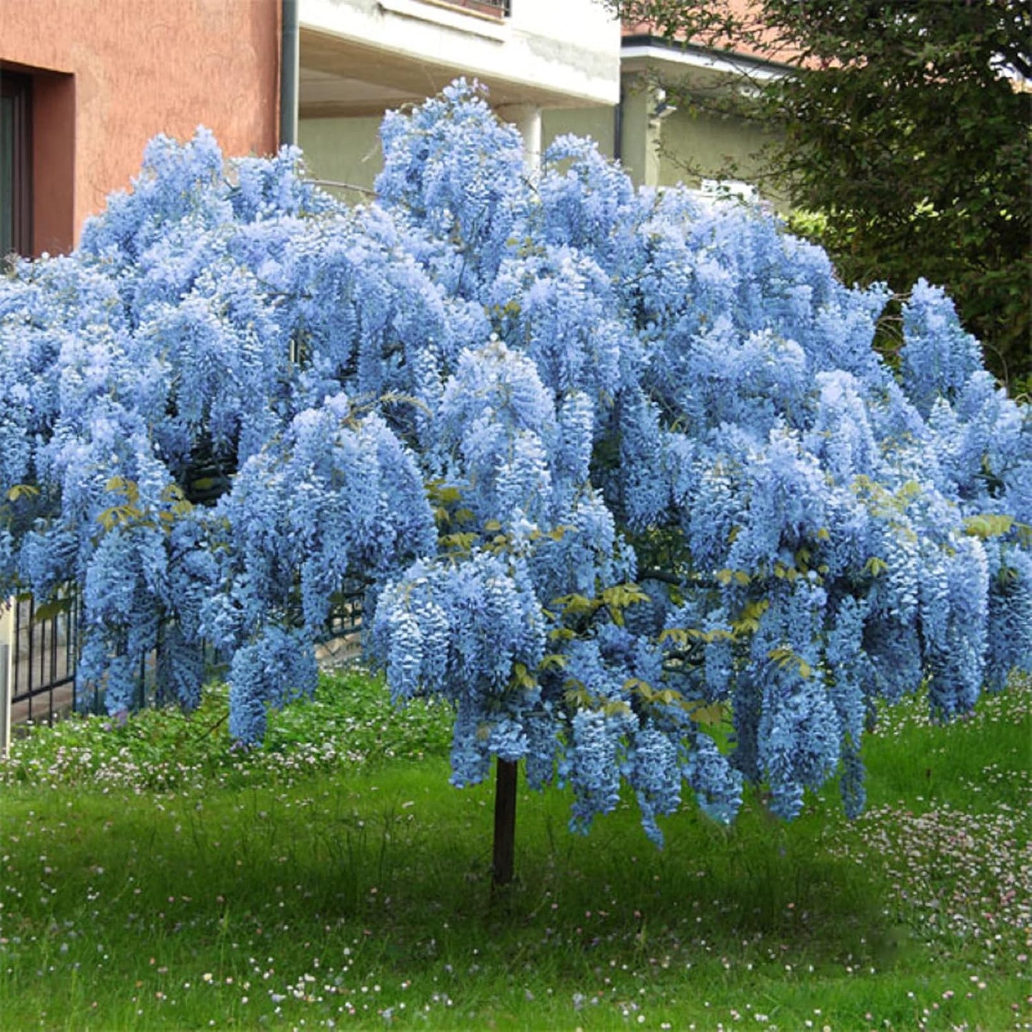 Sementes de Glicínia Azul Lavish • Gardenizi