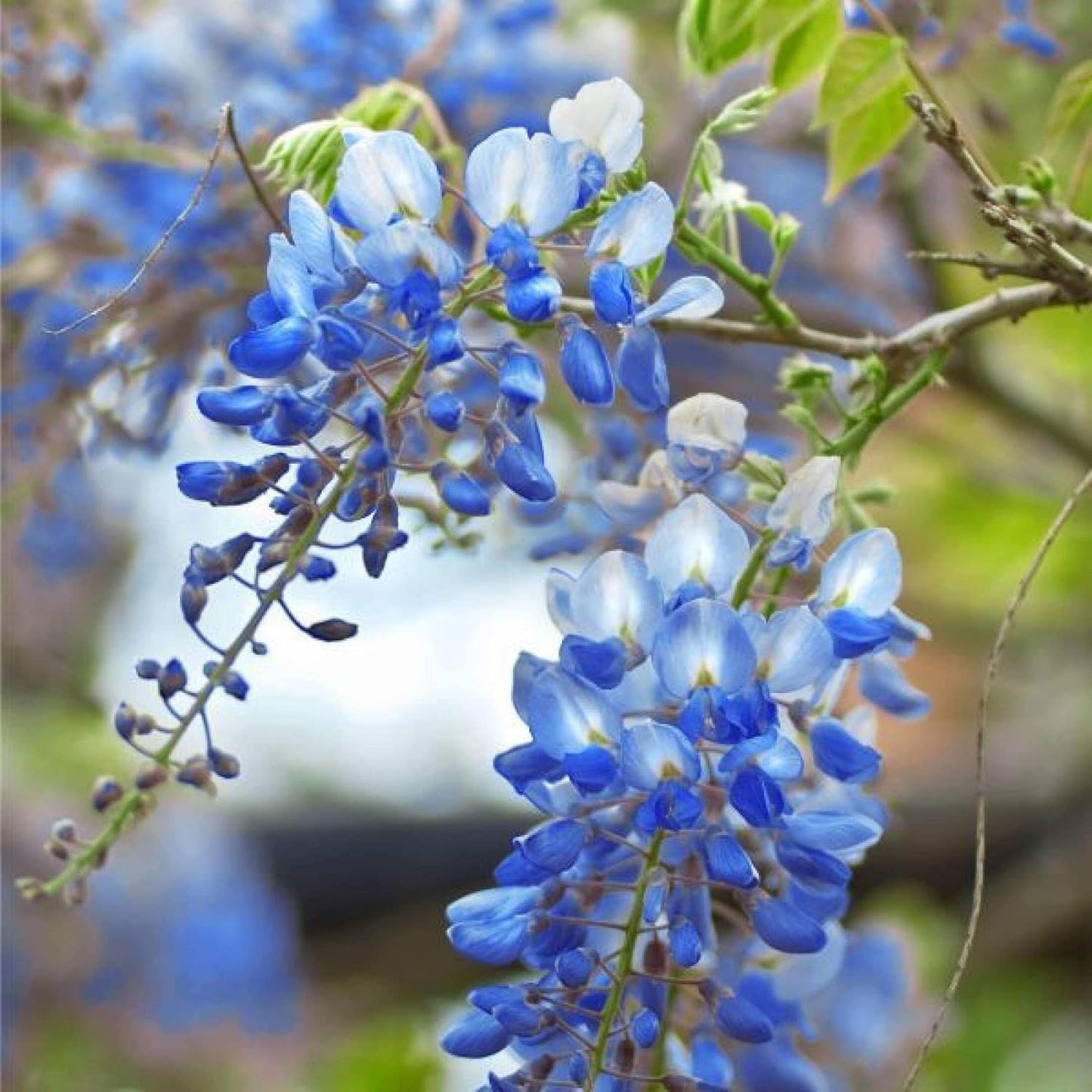 Sementes de Glicínia Azul Lavish • Gardenizi