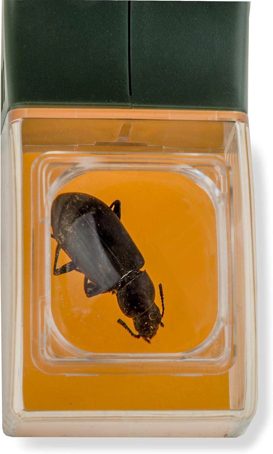 Ferramenta de detecção de bugs de liberação rápida BugView • Gardenizi