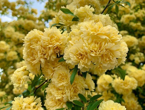 Sementes de Rosa Banksiae