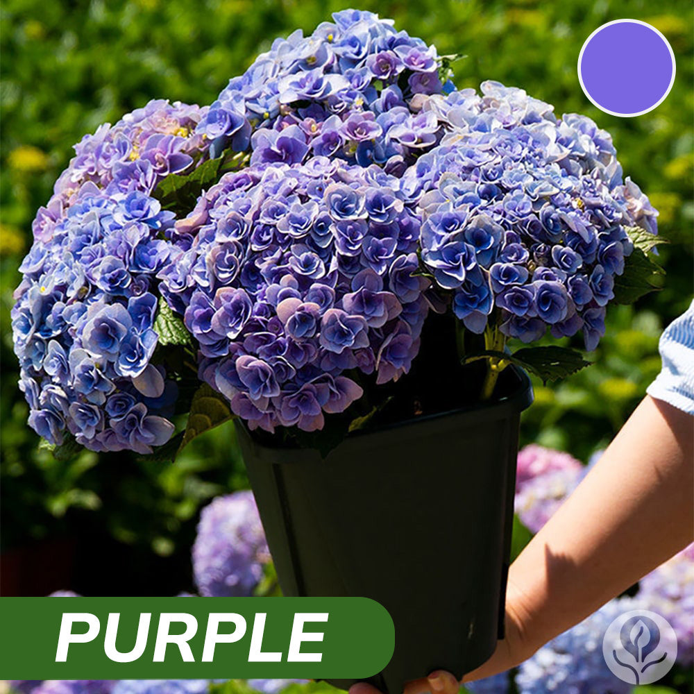 Sementes de Hortênsia Real | Gardenizi