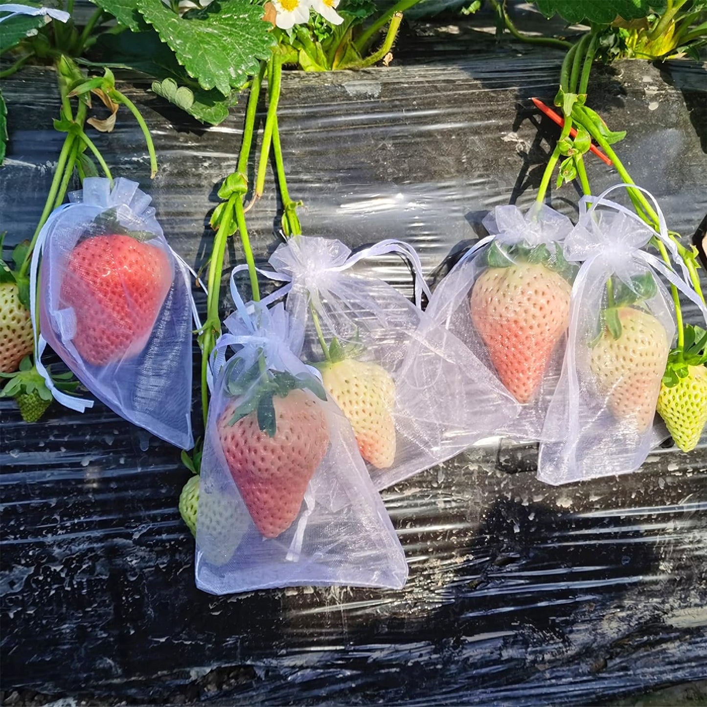 Sacos de rede para frutas com cordão
