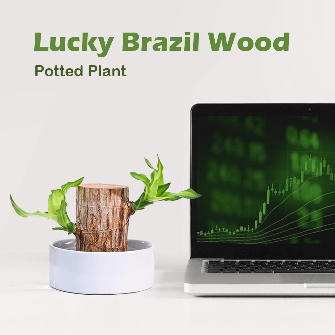 Lucky Brazil Wood Potted Plant  Gardenizi