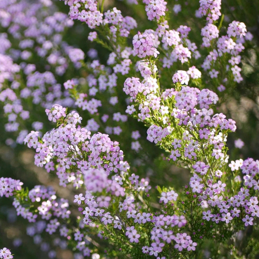 Semente de Diosma 'Rosa'