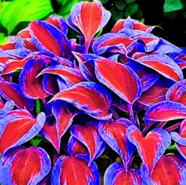 Semente de Bonsai Hosta Plantaginea