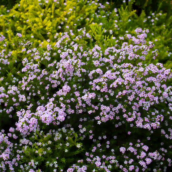 Semente de Diosma 'Rosa'