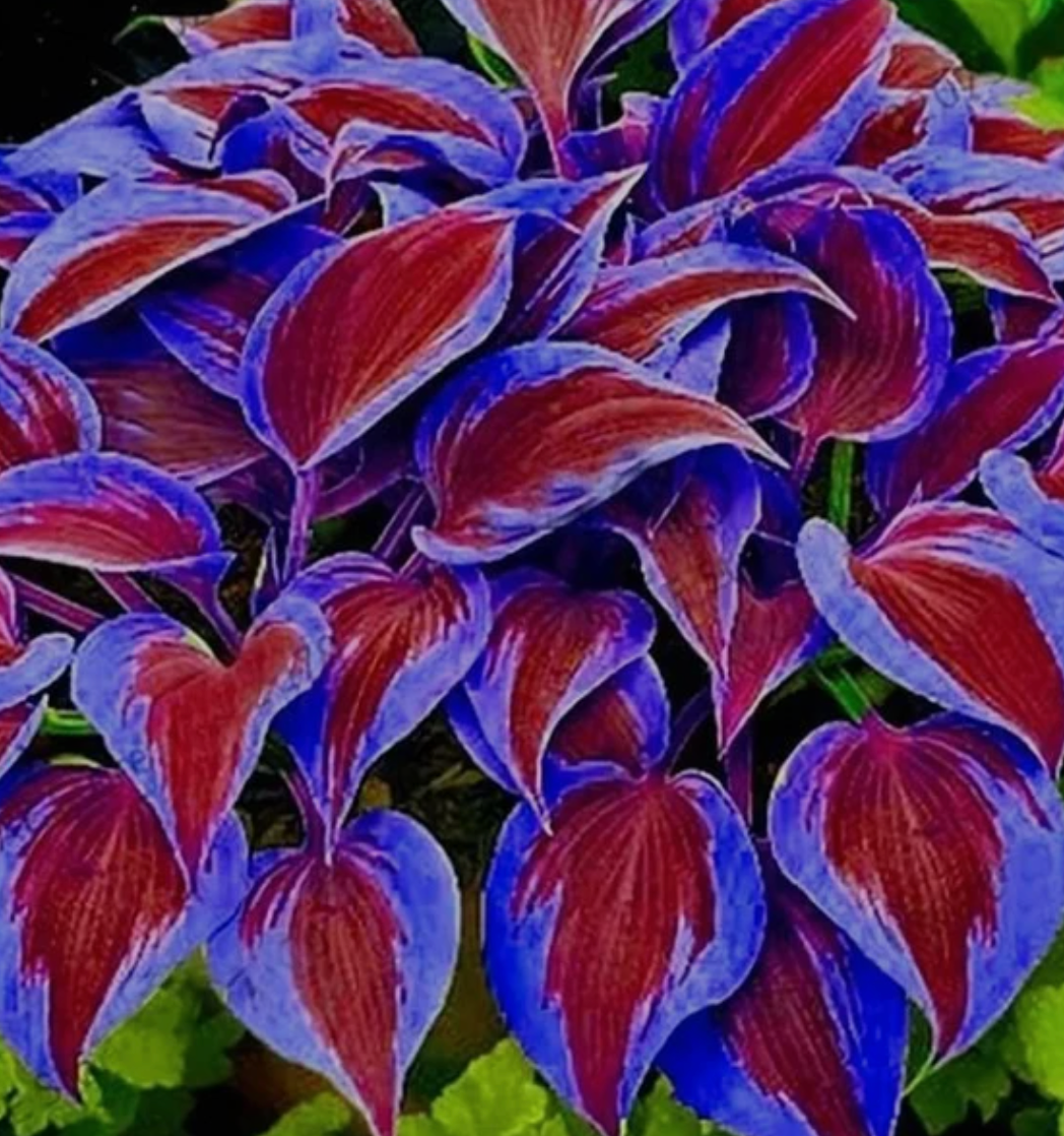 Semente de Bonsai Hosta Plantaginea
