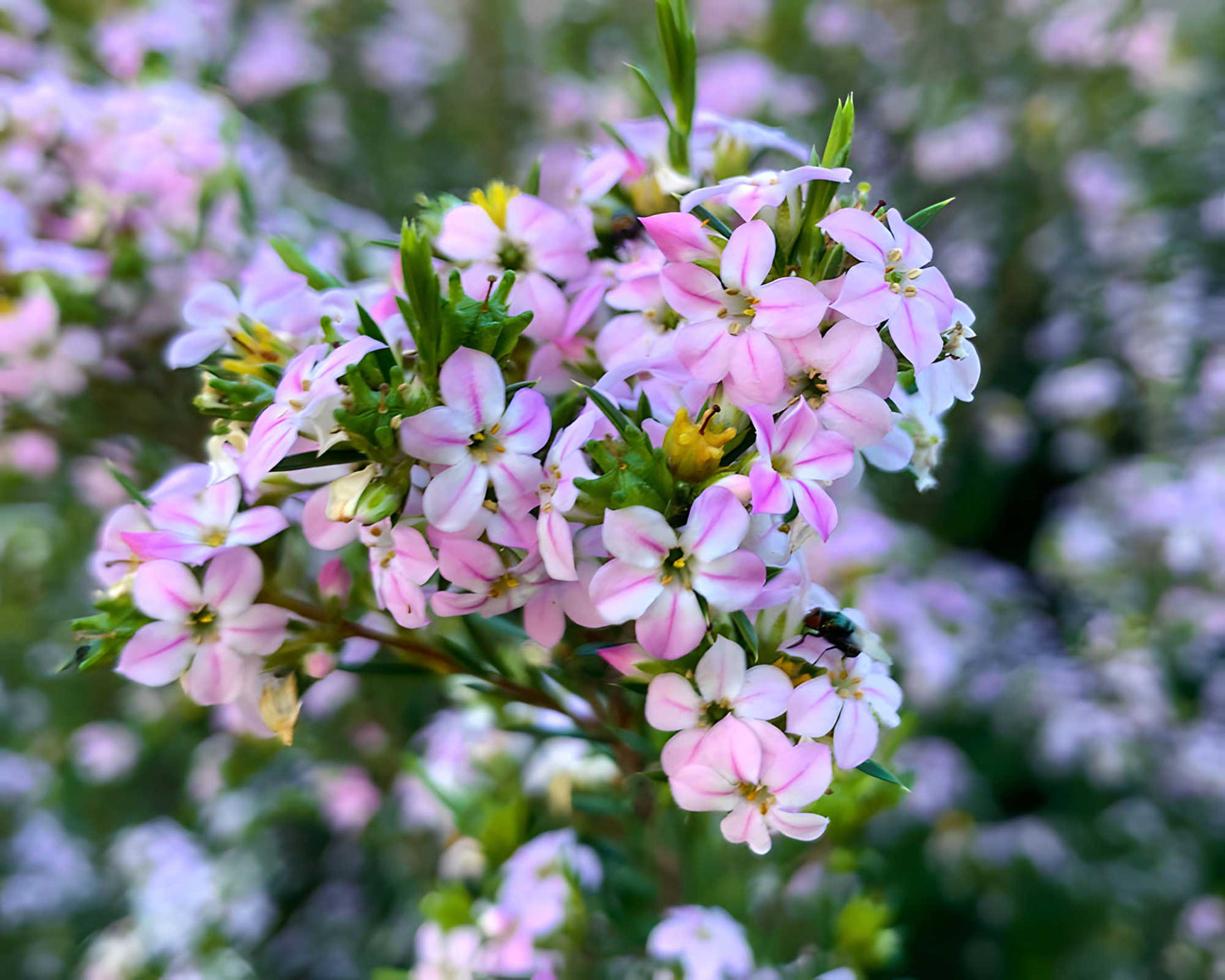 Semente de Diosma 'Rosa'