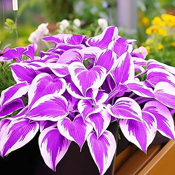 Semente de Bonsai Hosta Plantaginea