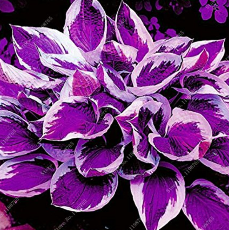 Semente de Bonsai Hosta Plantaginea