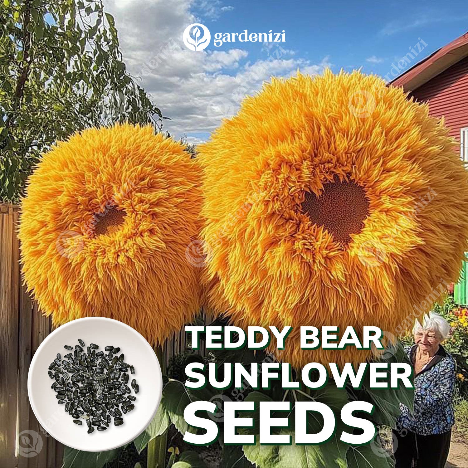 planting teddy bear sunflower seeds Teddy Bear Sunflower Seeds • Gardenizi