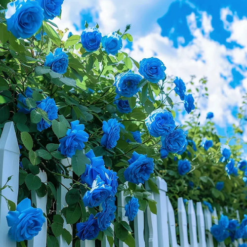 Sementes de Rosa Encantadora Azul