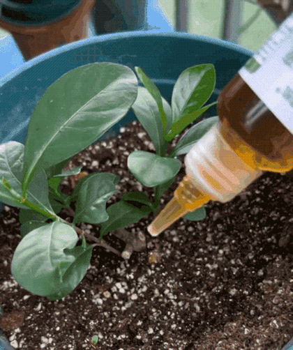 Solução de nutrientes para plantas • Gardenizi