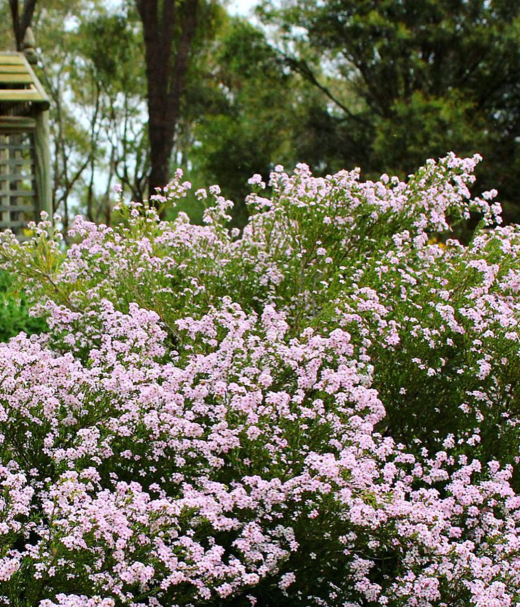 Semente de Diosma 'Rosa'