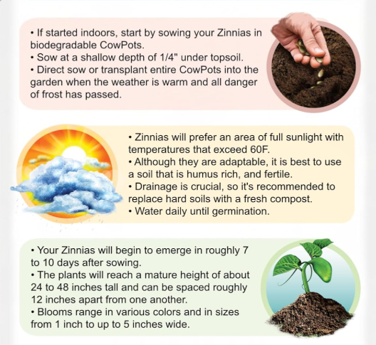 Sementes de Zínia
