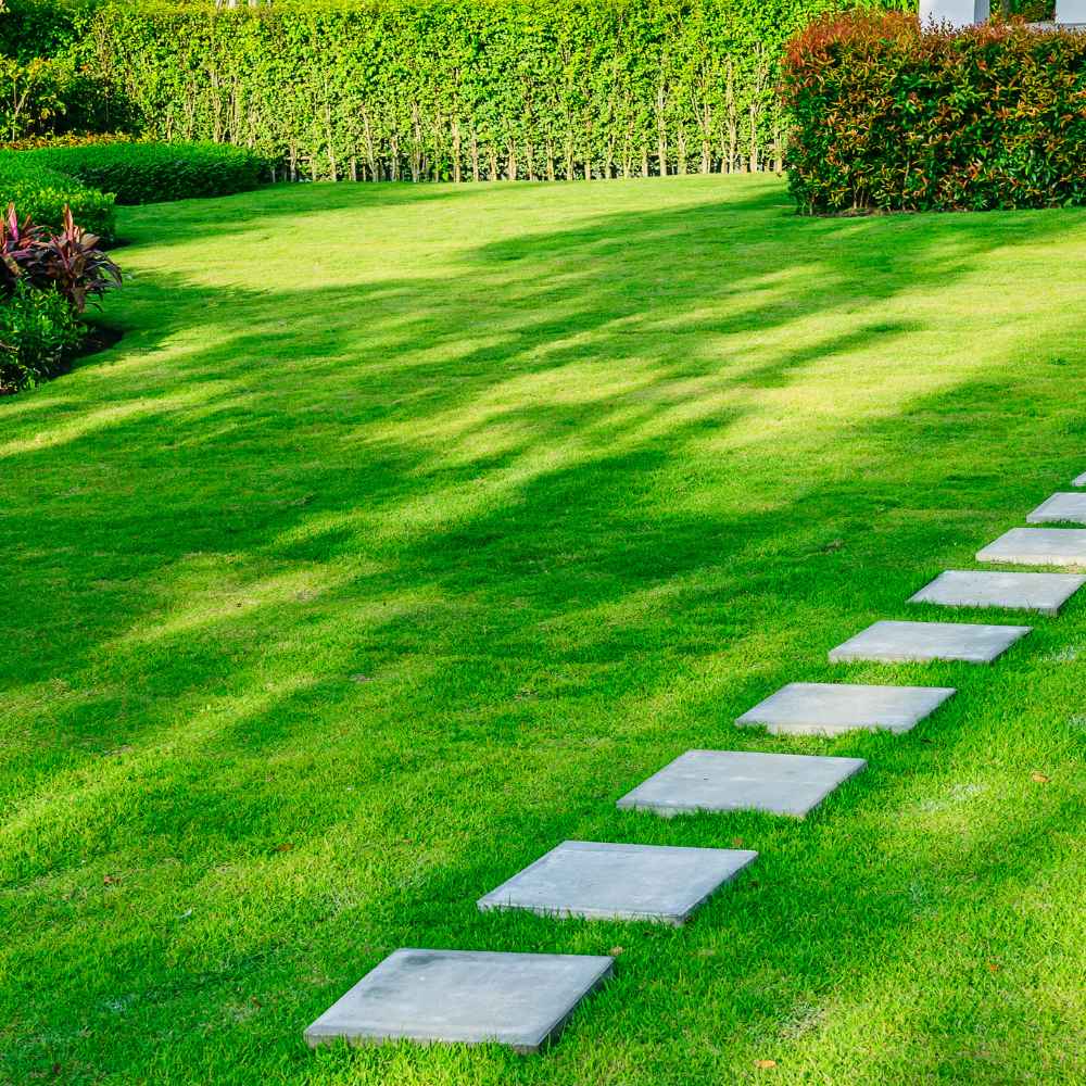 Sementes de grama real • Gardenizi