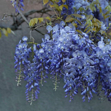 Sementes de Glicínia Azul Lavish • Gardenizi