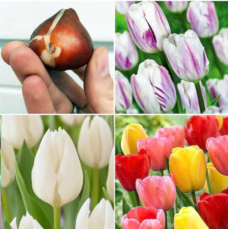 Bulbos de tulipa holandesa premium