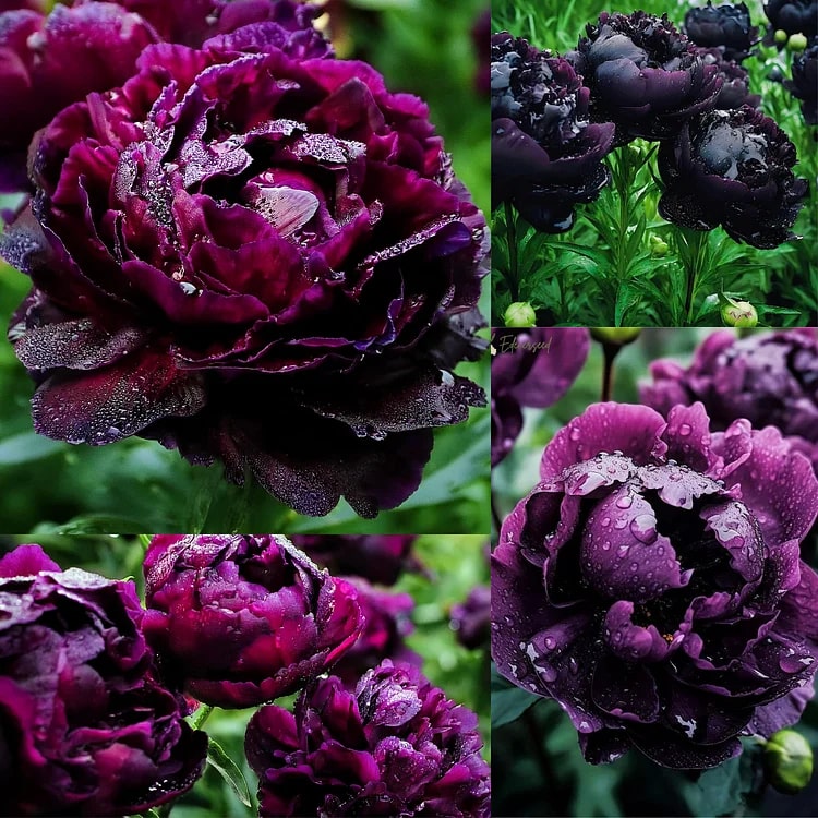 Sementes de flores de peônia Black Beauty