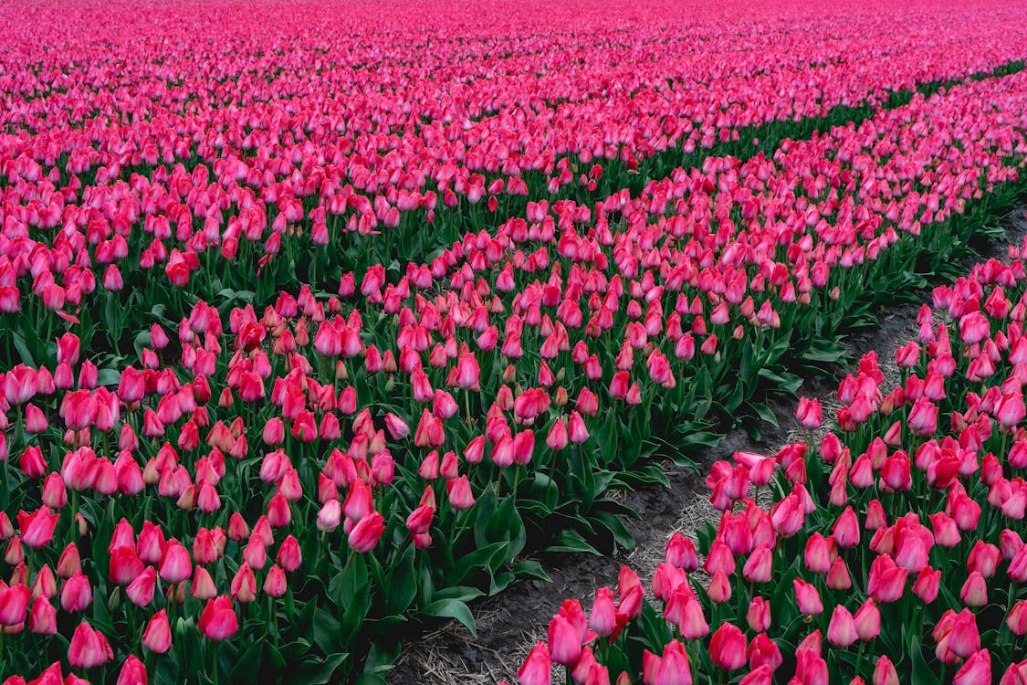 Bulbos de tulipa holandesa premium • Gardenizi