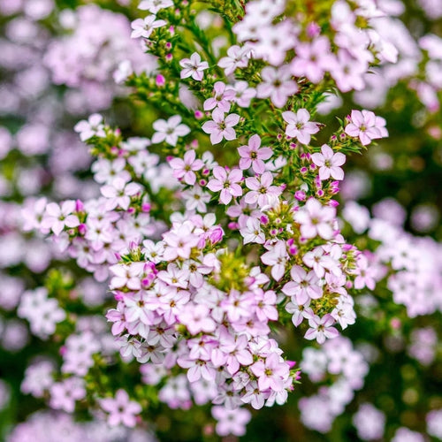 Semente de Diosma 'Rosa'