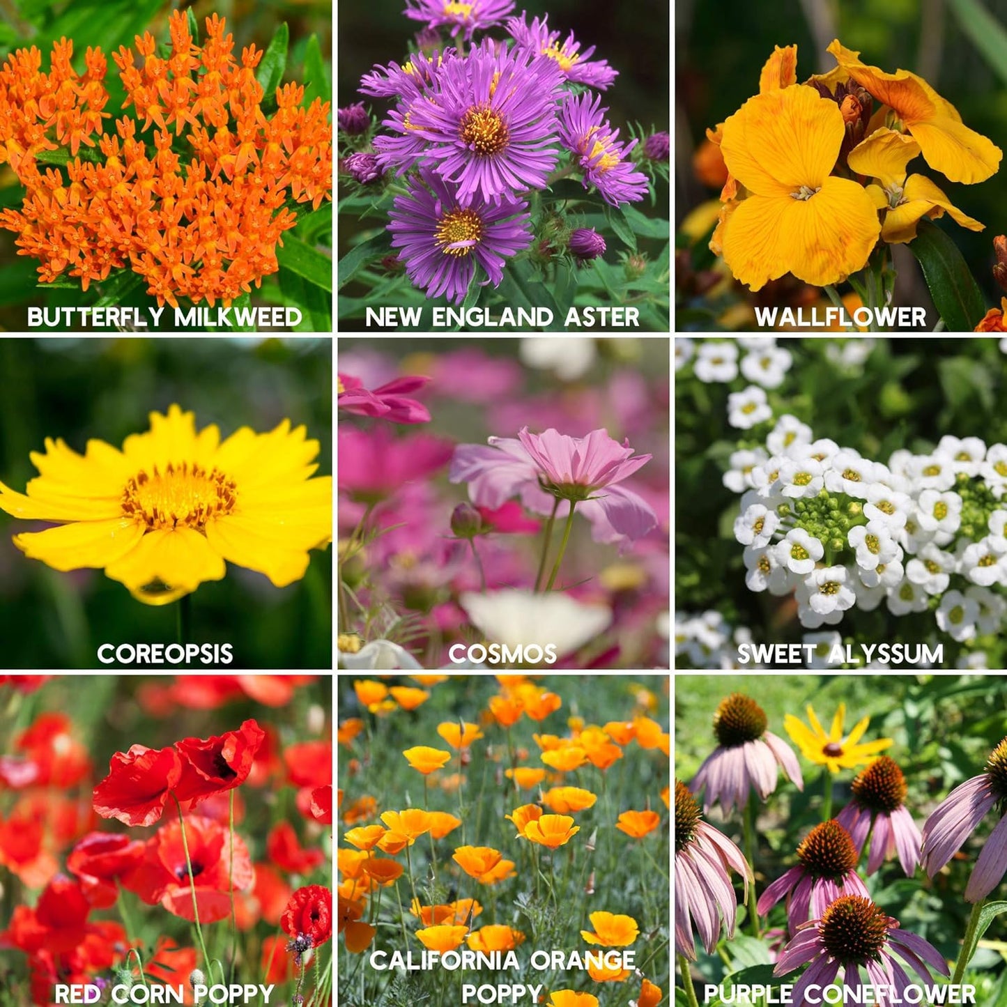 Sementes de flores silvestres mistas