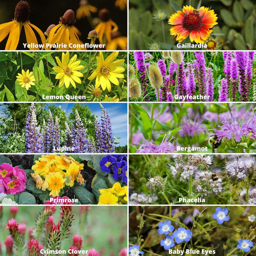 Sementes de flores silvestres mistas