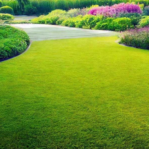 Sementes de grama real • Gardenizi