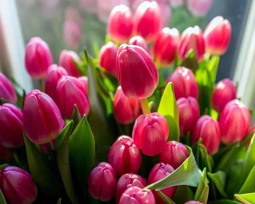 Bulbos de tulipa holandesa premium • Gardenizi