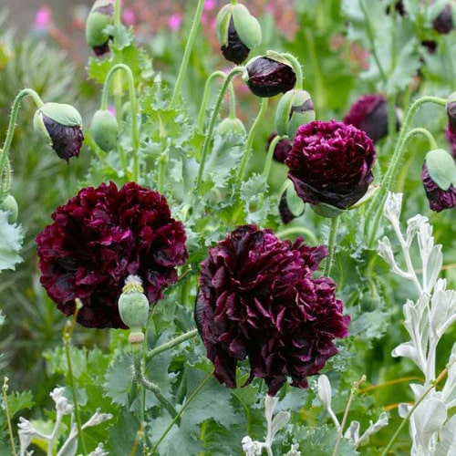 Sementes de flores de peônia Black Beauty