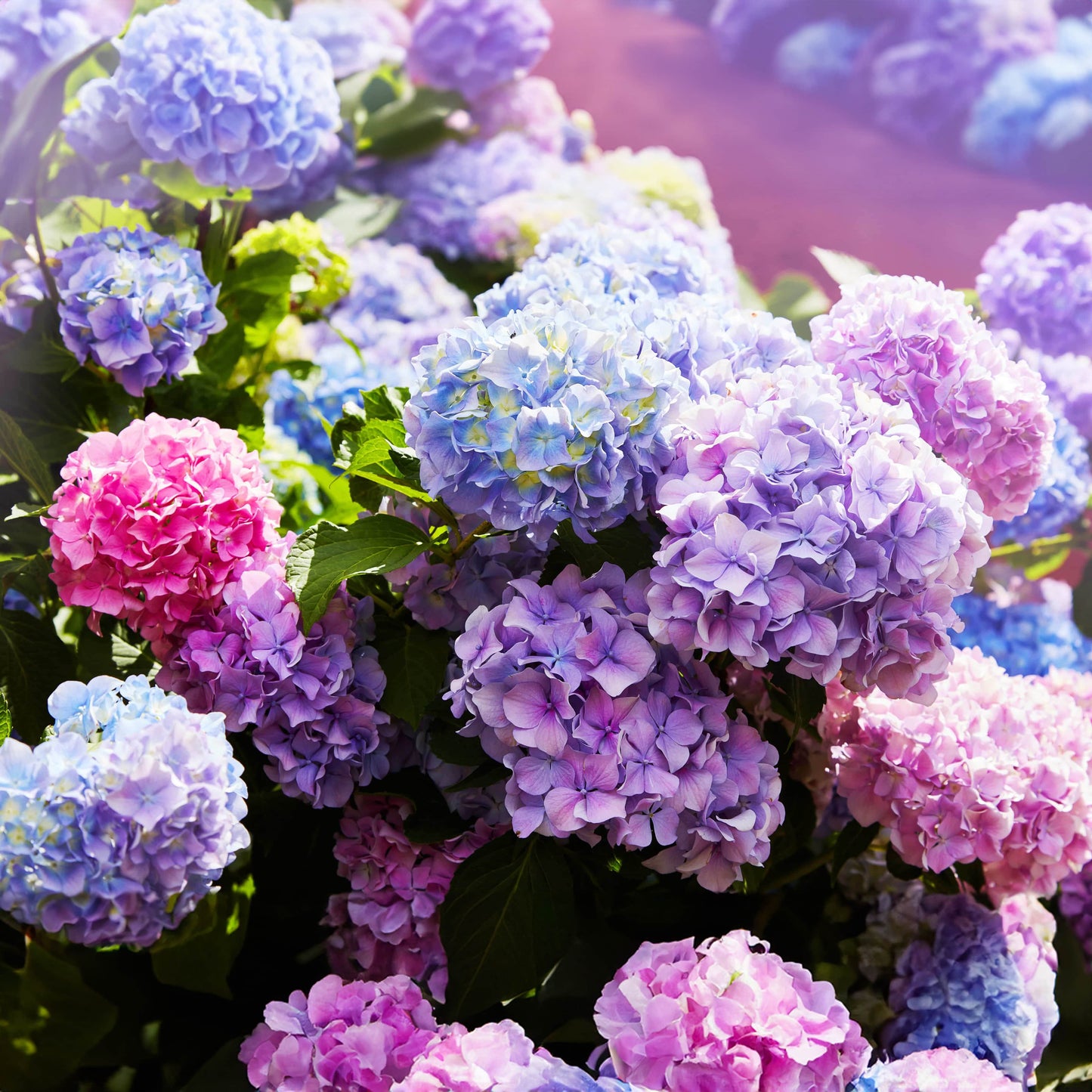 Sementes de Hortênsia Real | Gardenizi